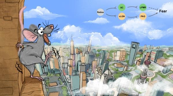 追问｜怕高的人胆子小？科学家揭示先天恐高神经机制