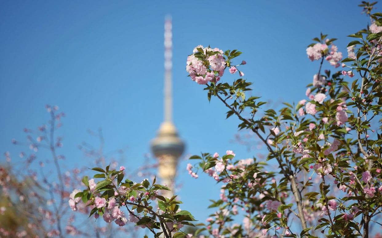 春花“顶流”来了，玉渊潭公园开启樱花观赏季