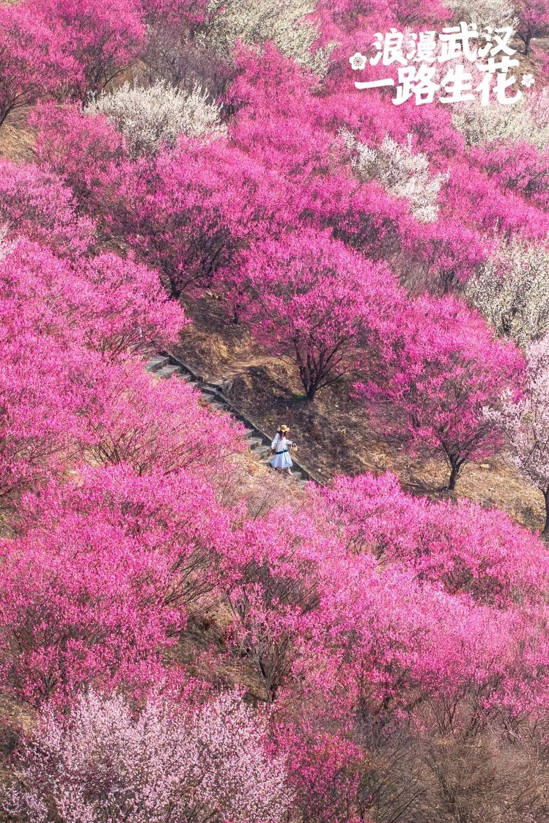 武汉黄陂两大赏梅胜地攻略：木兰花谷与花乡茶谷