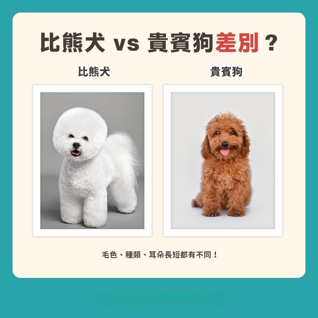 比熊犬适合家庭？比熊贵宾区别？认识比熊犬个性、照顾指南