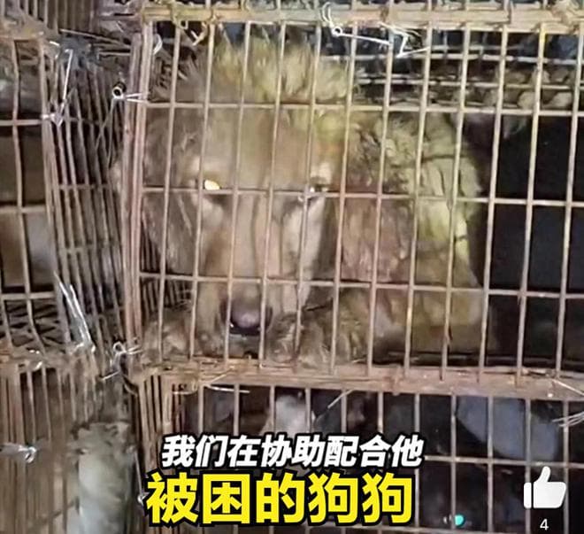志愿者拦截载狗大货车后续：双方起冲突，官方介入，狗贩子被控制