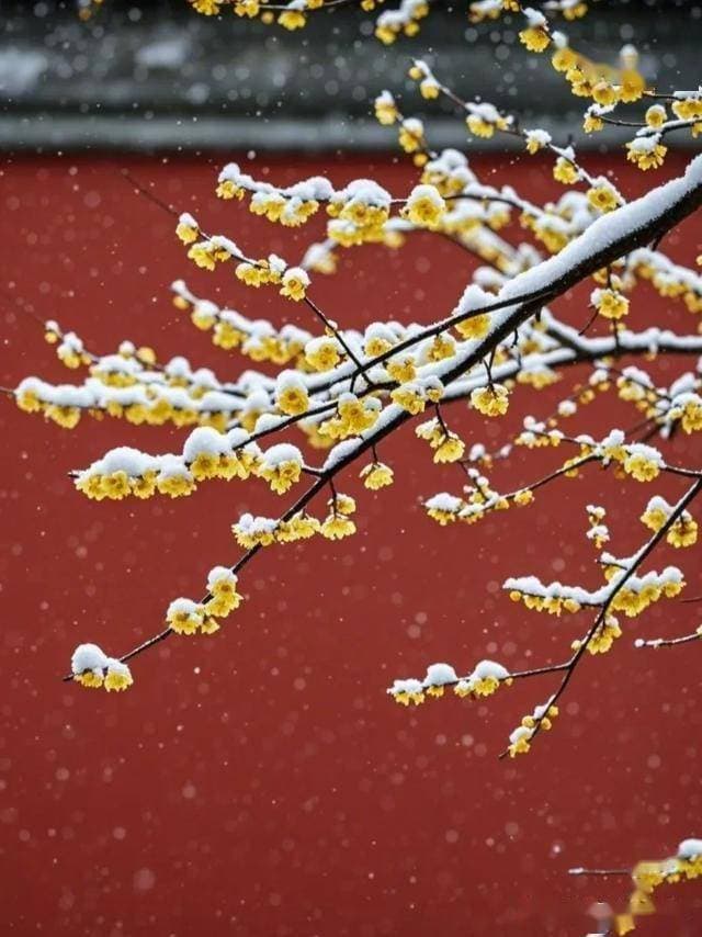 腊梅花怎么拍？学这5招，拍出惊艳的腊梅花摄影作品！