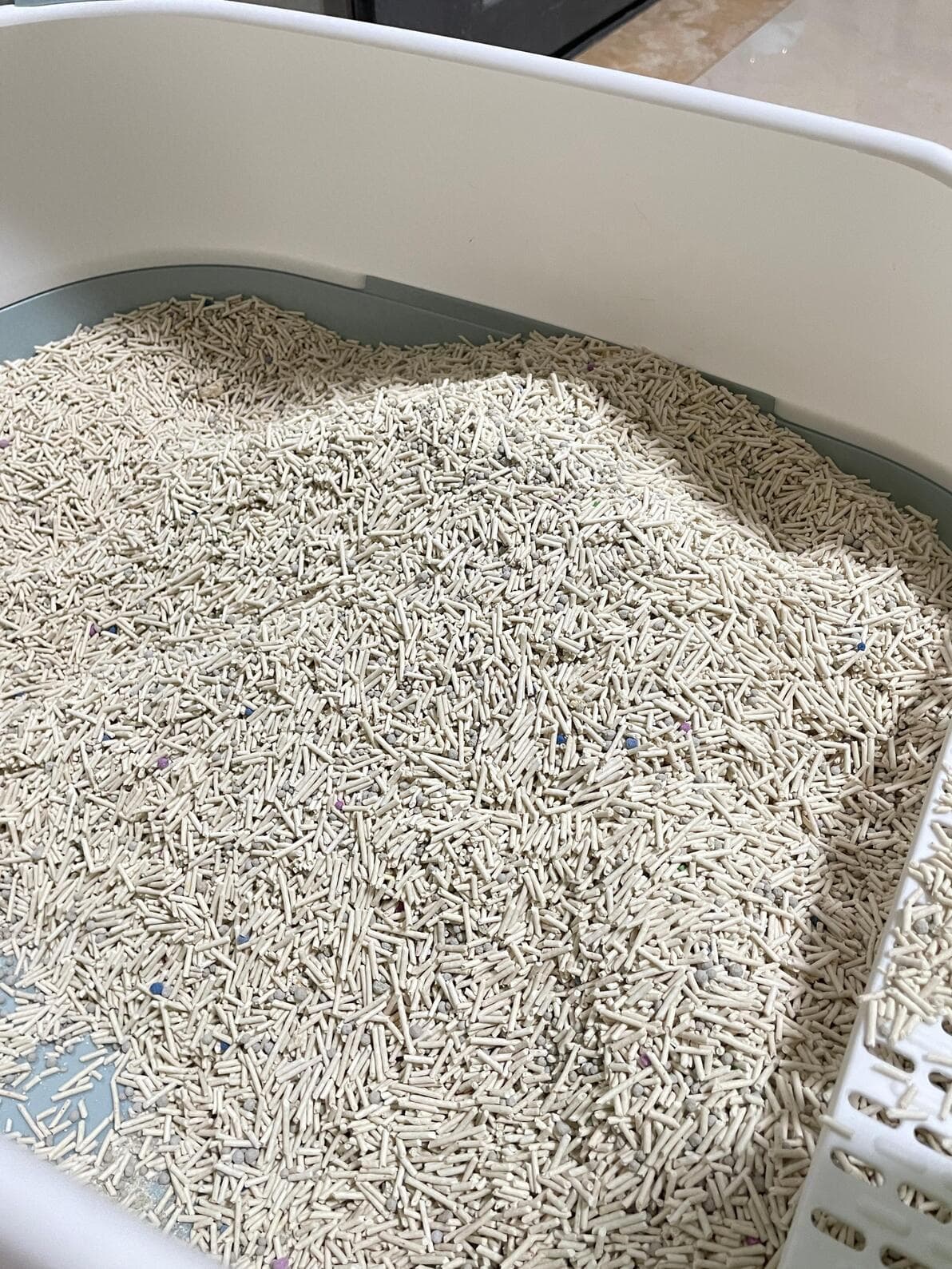 养猫家庭必读：如何教会猫咪使用猫砂？