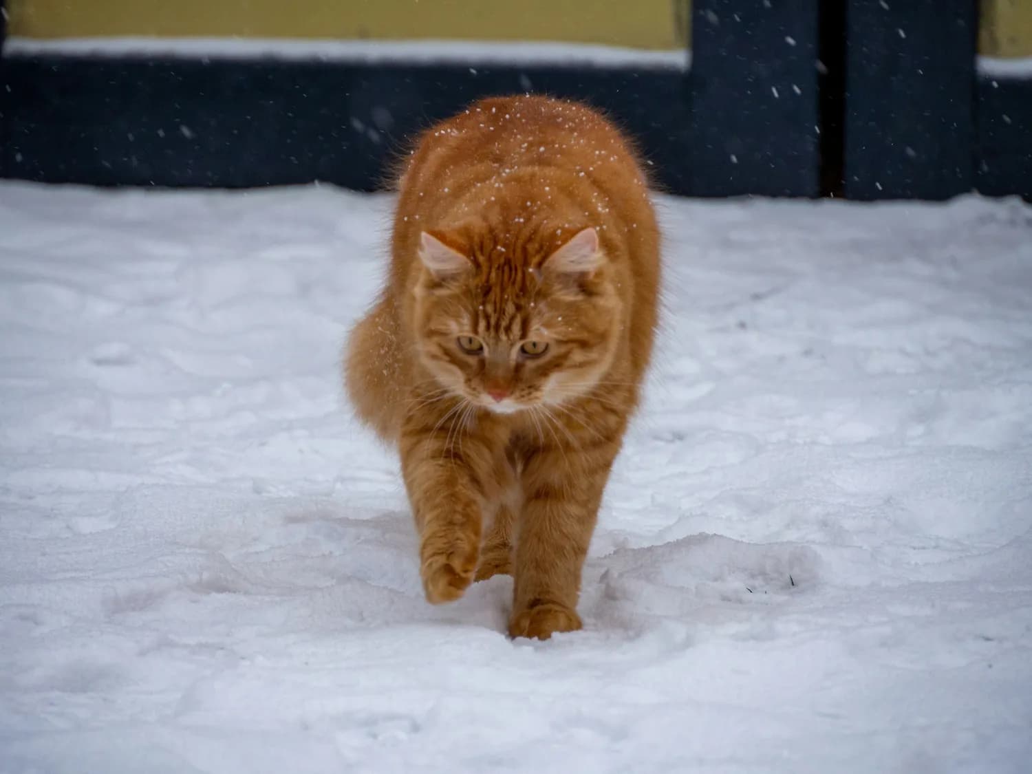 冬季猫咪雨衣选购指南：防水保暖兼顾舒适安全