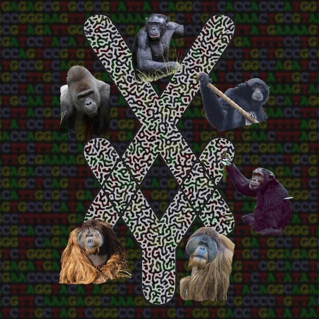 巨猿研究揭示Y染色体比X染色体进化更快