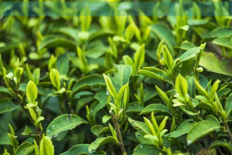 高血压高血脂患者适合饮用哪些茶？
