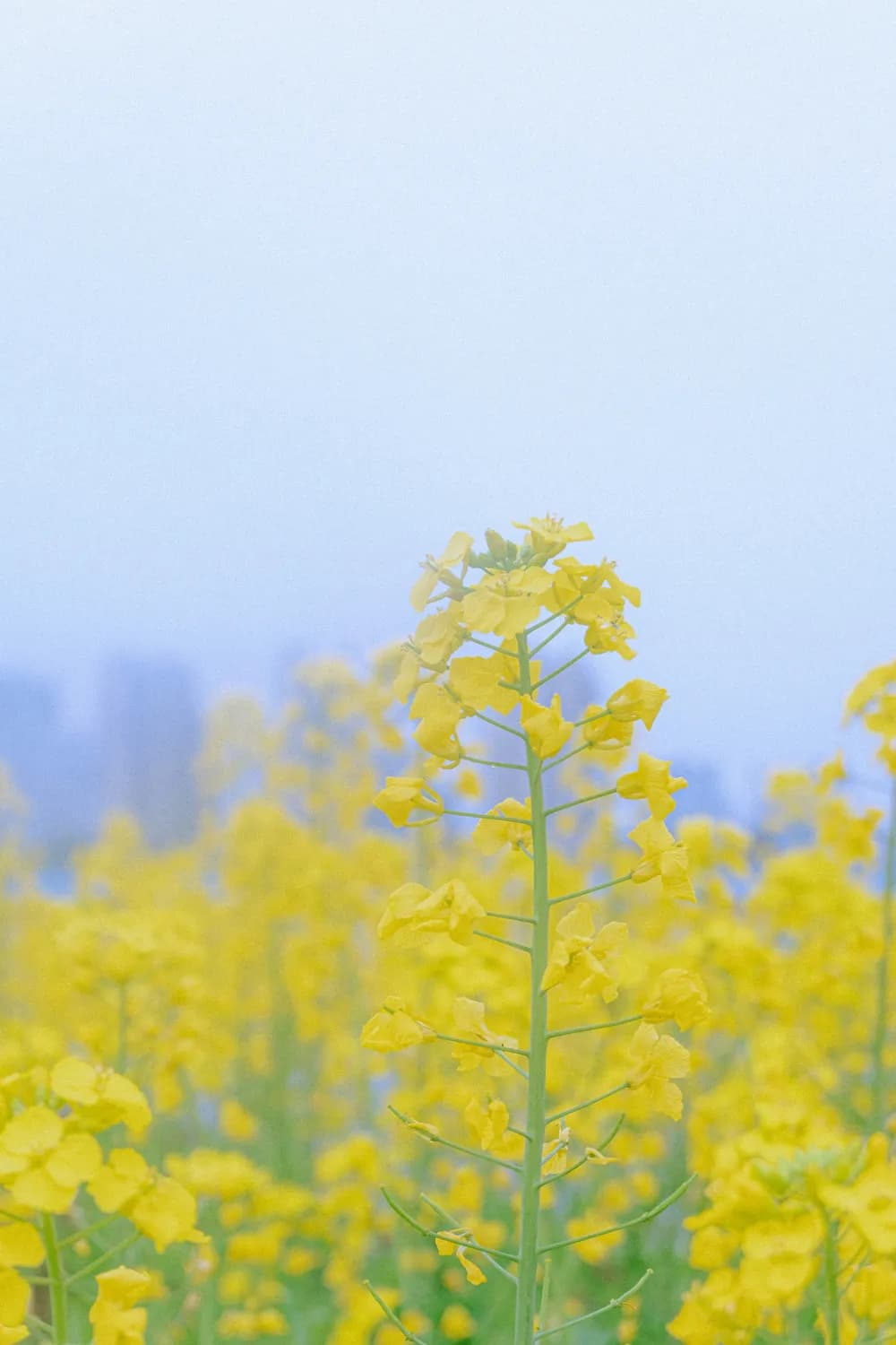 南京琵琶湖公园：千年荇菜花开，紫金山下赏湖光山色