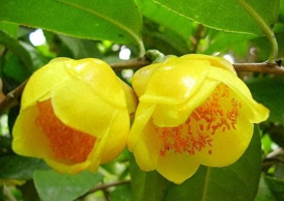 金花茶的功效与价值：降三高、观赏与科研价值兼具的"茶族皇后"