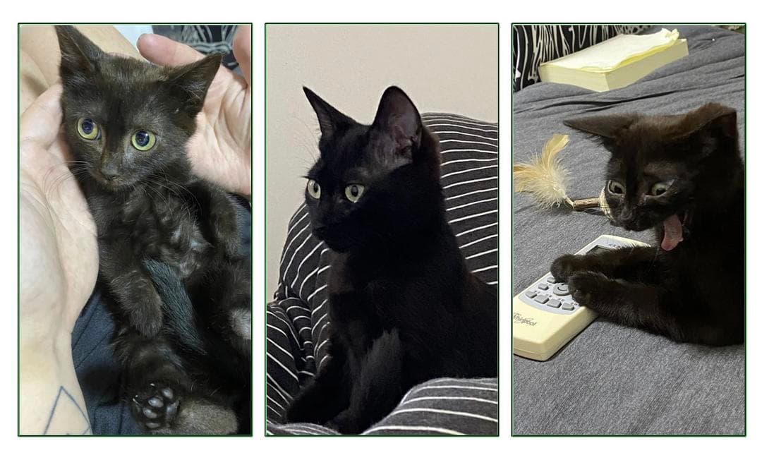 看不见的猫狗：流浪动物救助的故事