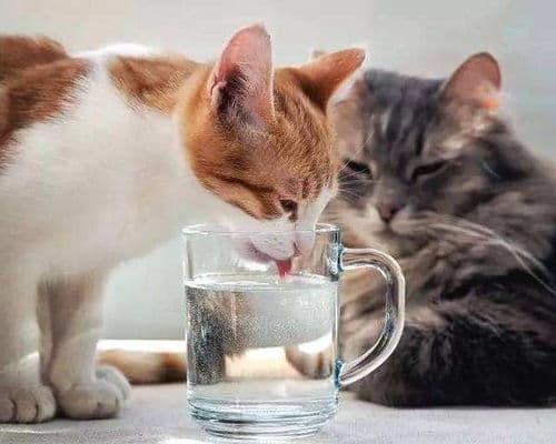 猫咪每日需水量，确保充足饮水。