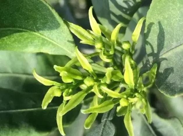 磷酸二氢钾促进花芽分化吗?花卉花芽分化的强力催化剂