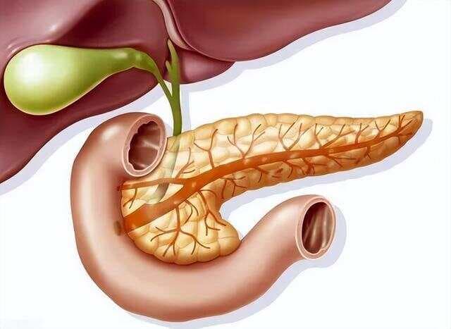 胰腺与排便的关系：为什么胰腺不好会影响你的排便？