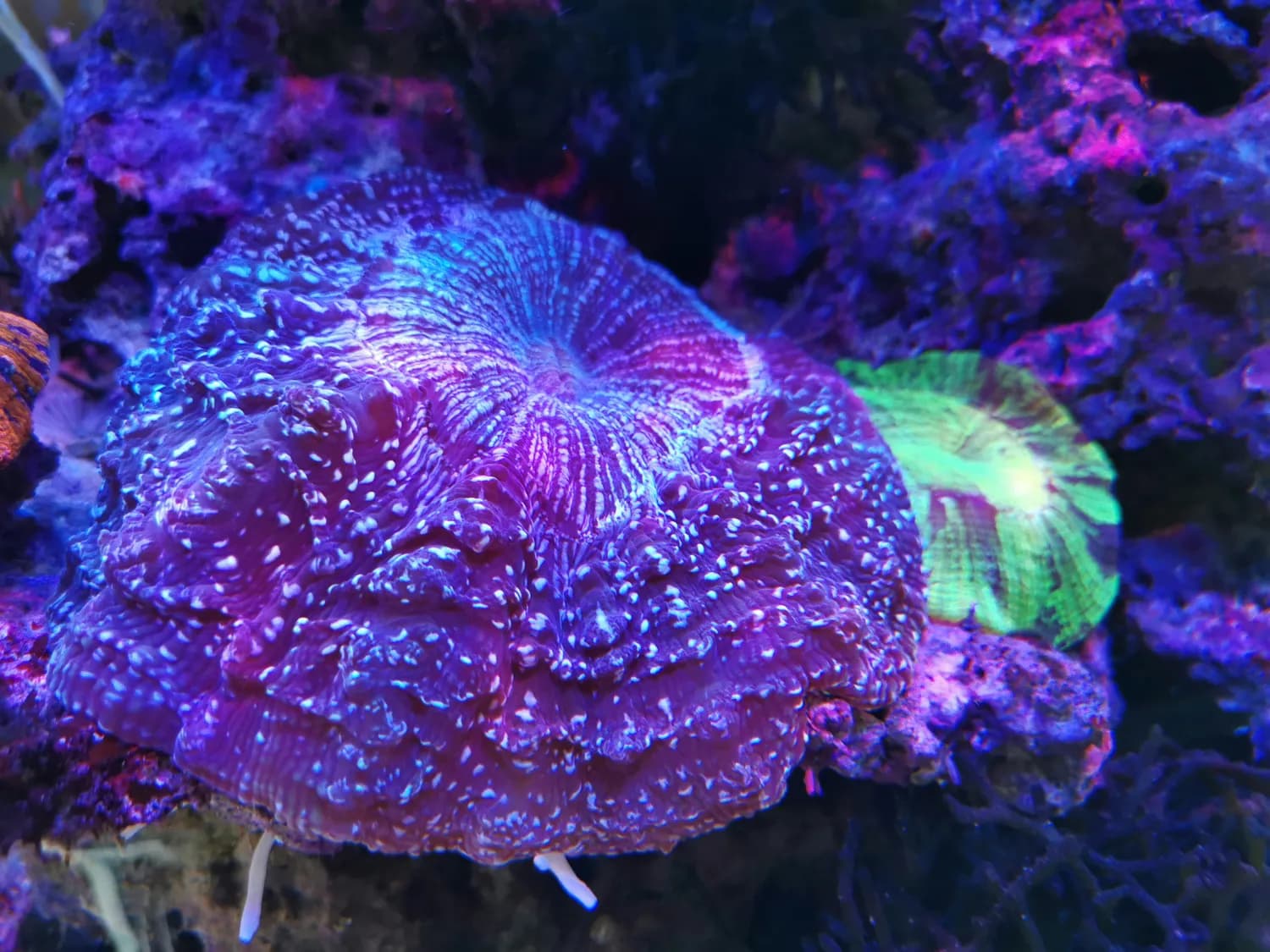 魔鬼砗磲：海洋里的神秘守护者
