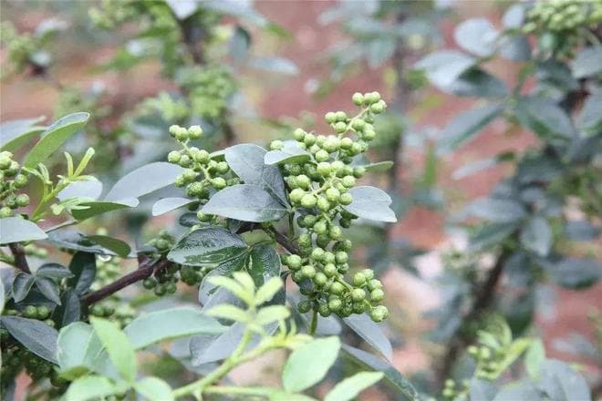 青花椒修剪采收一体化技术：可显著提高花椒产量、品质、劳动效率
