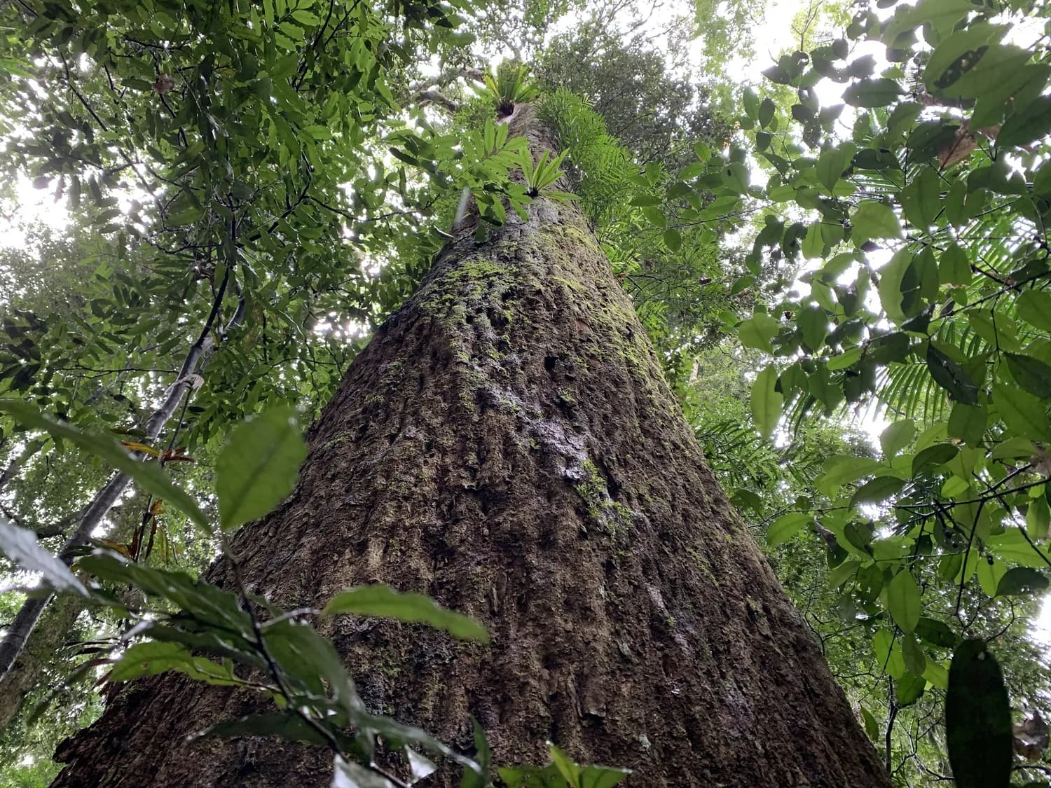 沉香树种植秘籍：从选地到管理的全程技术指南