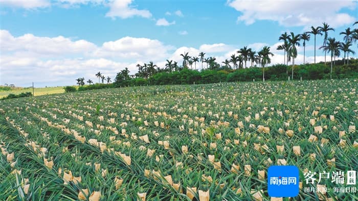海南土菠萝变金凤梨：一场华丽的蜕变