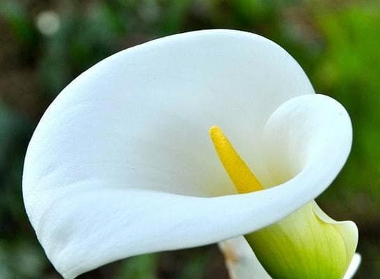 马蹄莲花香有毒吗？——揭开马蹄莲真相