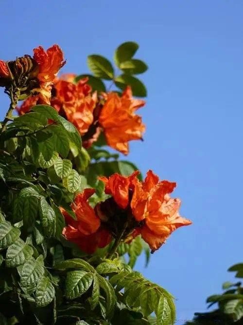 热带木本花卉-火焰树