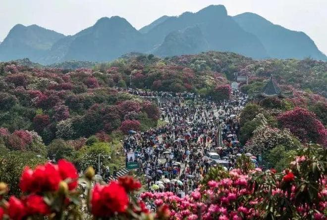 贵阳乌当区可龙村万亩野生杜鹃花海赏花攻略