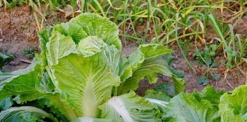 大白菜的种植技术与管理（从选地到采摘）
