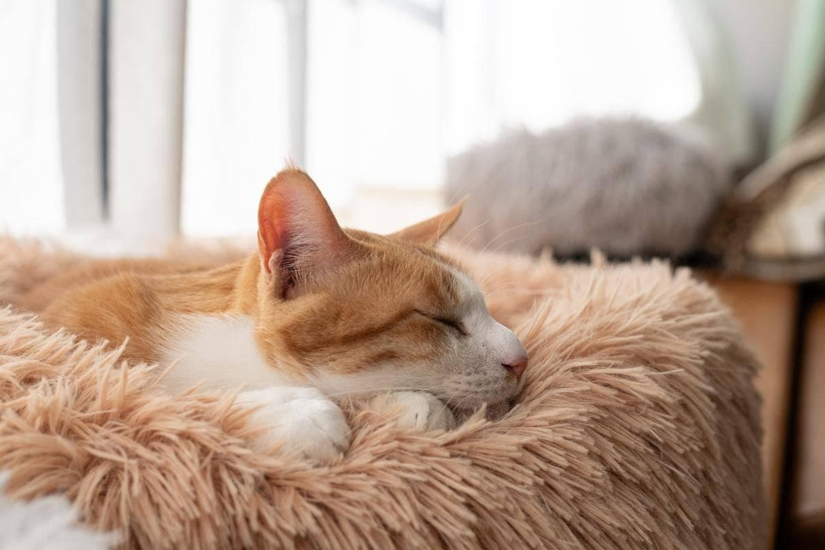 猫咪嗜睡但吃喝正常，背后的原因你可能不知道！