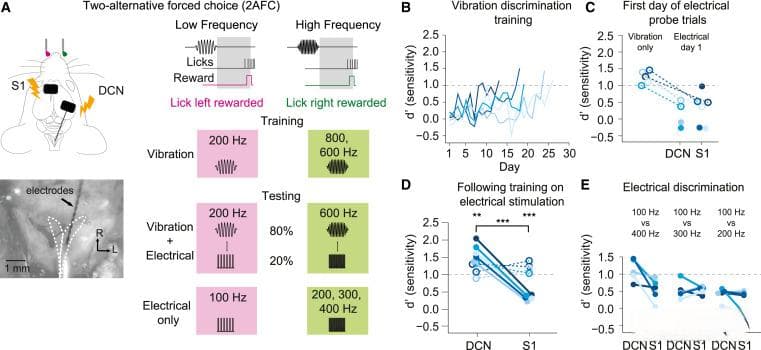 Neuron最新研究：大脑如何将振动触觉信号从时间编码转换为速率编码？