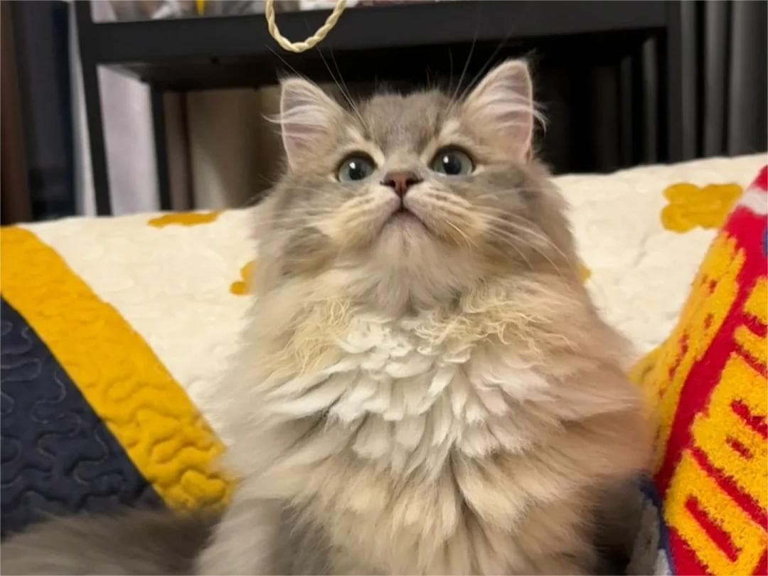 长毛猫专用猫粮选购指南：七大关键营养要素全解析