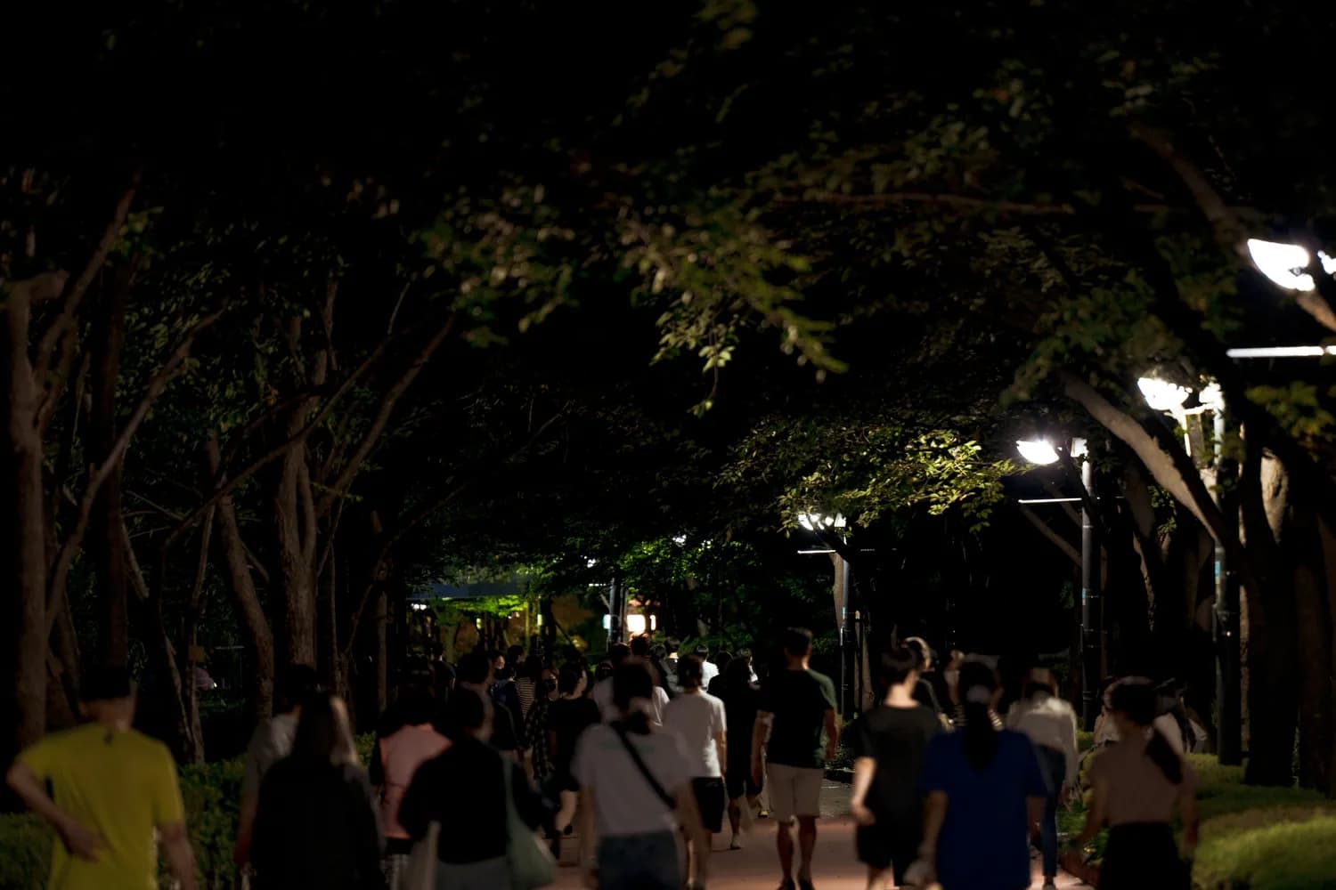 中科院西双版纳植物园：夜游攻略大揭秘！