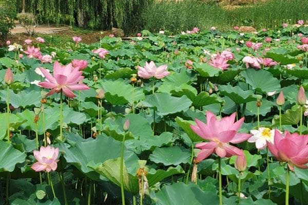 环保葬礼在沈阳兴起，节约土地又促文明进步