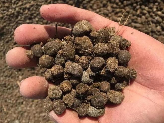 教你9天快速发酵鸡粪，种出又绿又大的蔬菜