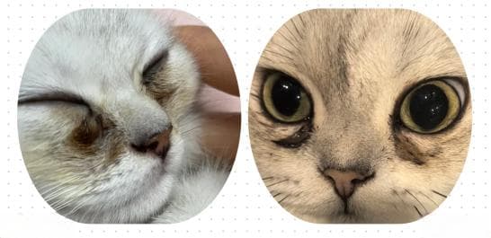 猫咪泪痕怎么去除？家庭小妙招分享