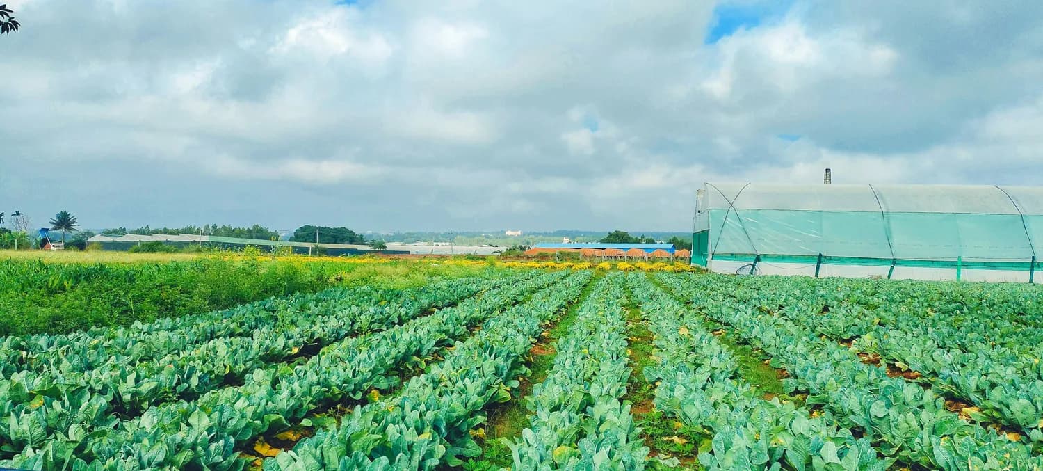 菏泽特产种植黑科技：让农民足不出户掌控万亩良田