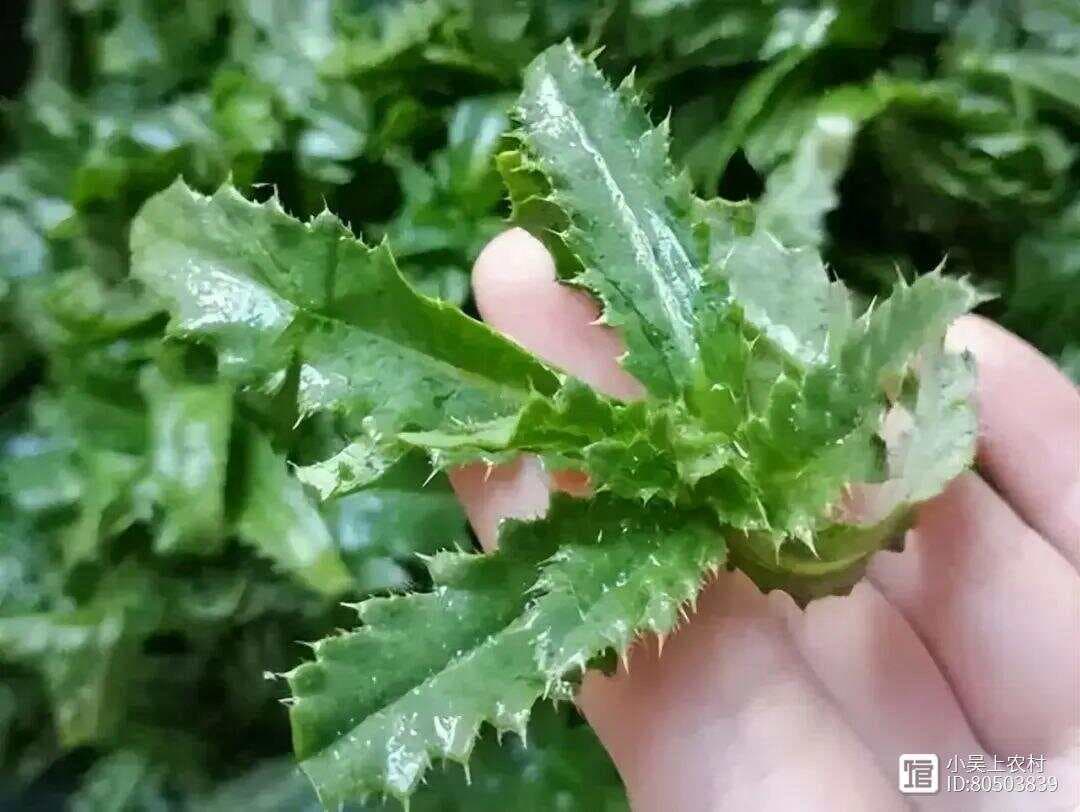 刺儿菜：一种被误解的"害草"，其实有三大实用价值