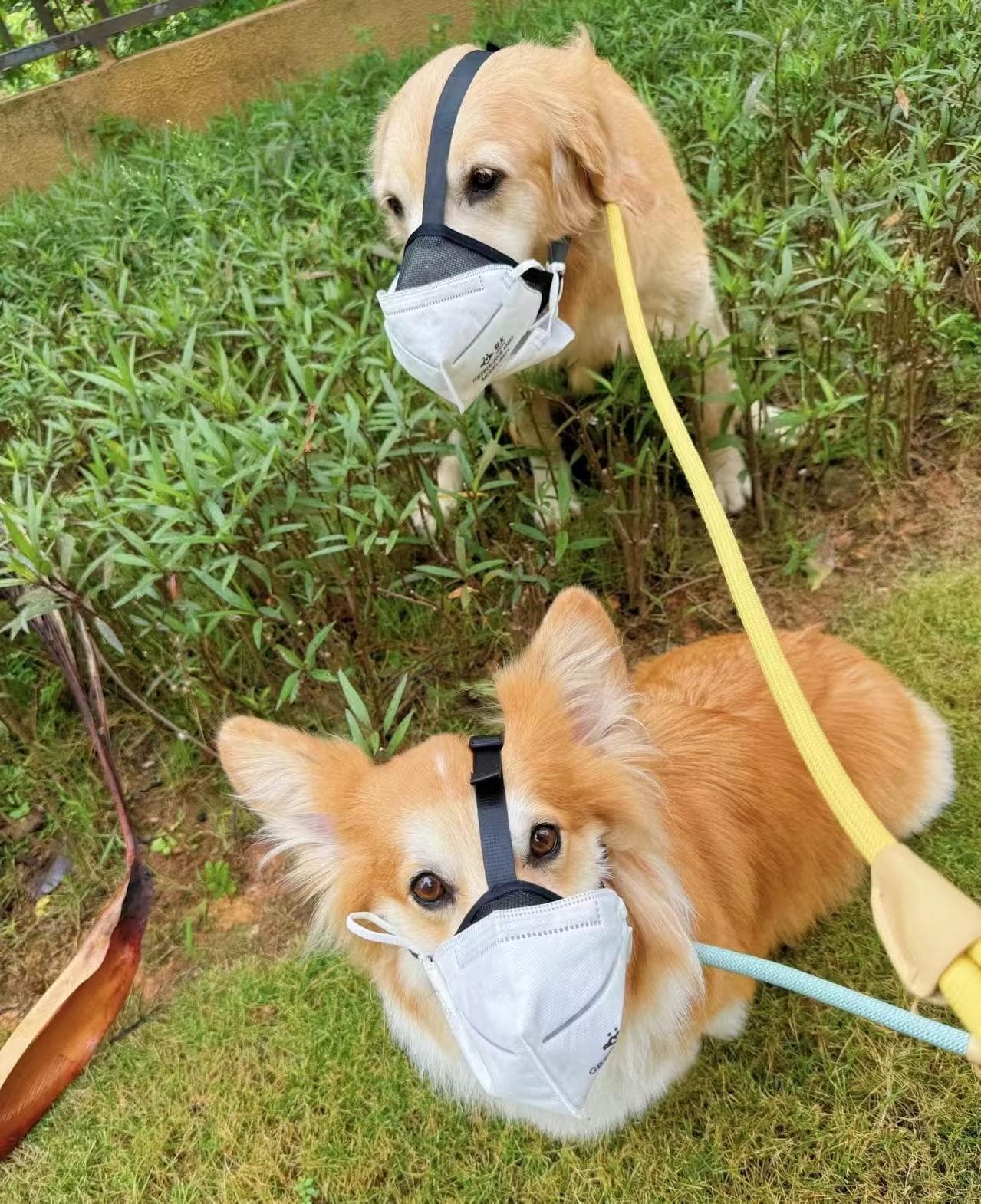 宠物狗中毒疑云：多方正接力溯源调查，犬主兽医等现身讲述