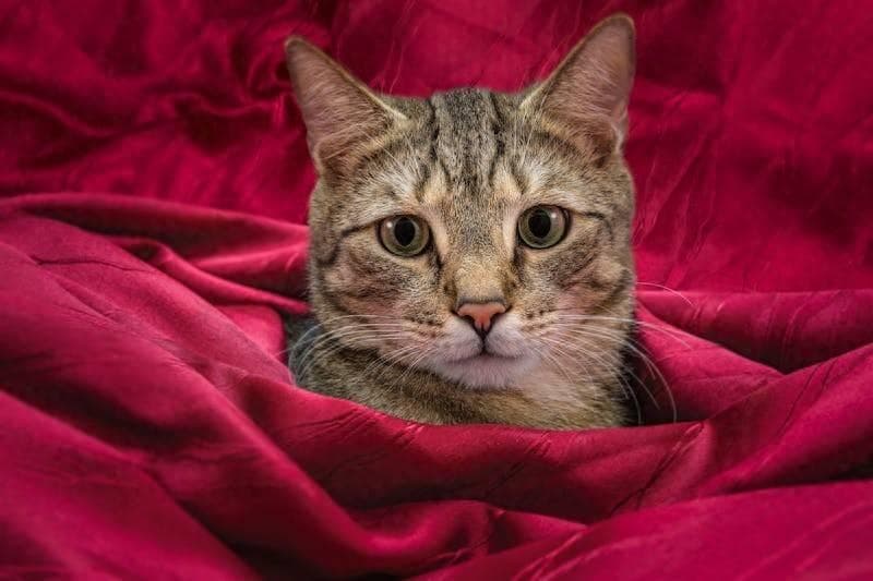 猫咪冬季除静电小妙招
