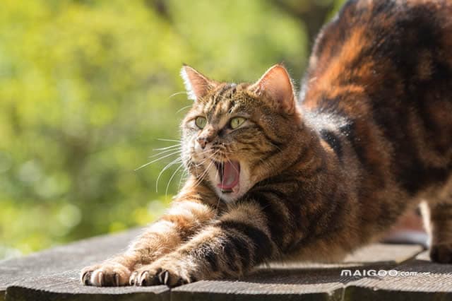 中国狸花猫：千年传承的自然猫种