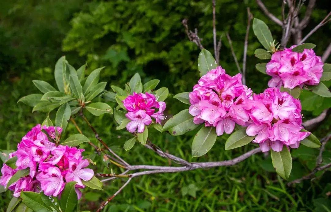 养好杜鹃花的关键：土壤条件全攻略