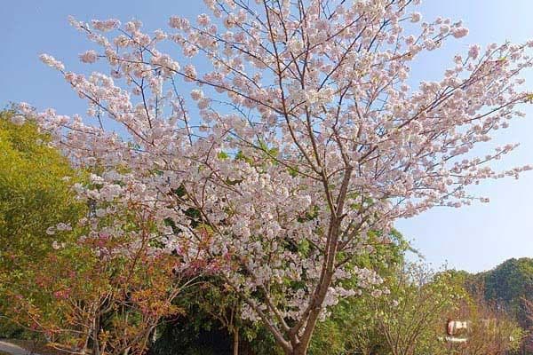 清明扫墓带什么贡品，清明贡品都有什么