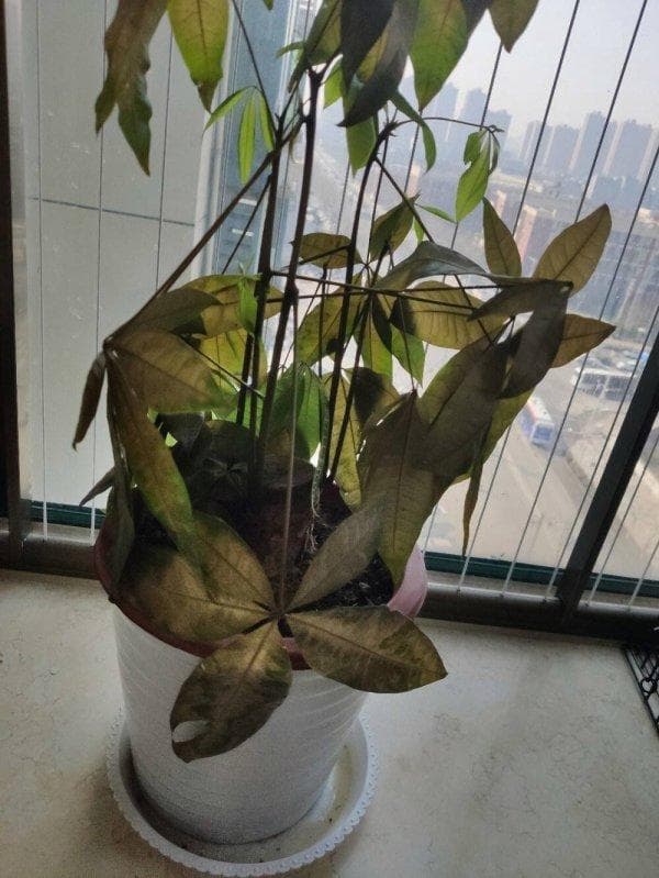 发财树叶子发蔫咋办
