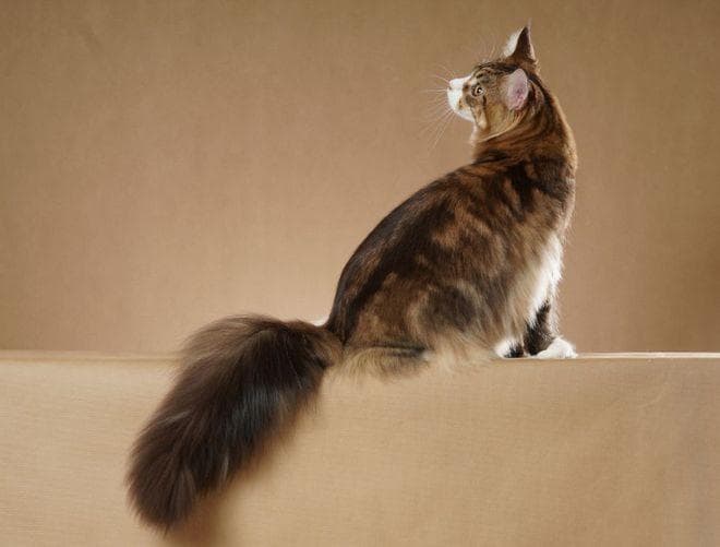 猫咪的 “禁摸” 区域：尊重与爱猫的边界