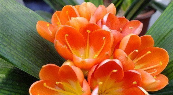 揭秘青岛市花，一起看看它是什么花吧（青岛市花的花语、特征及意义）