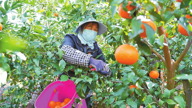 宾川县6万余亩晚熟沃柑上市 柑桔丰收畅销全国