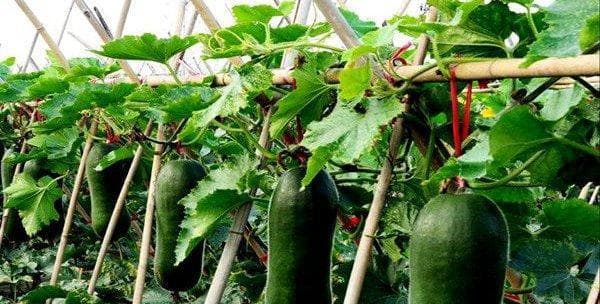 冬瓜种植时间和生长周期的全面指南（根据环境和品种选择最佳时机）