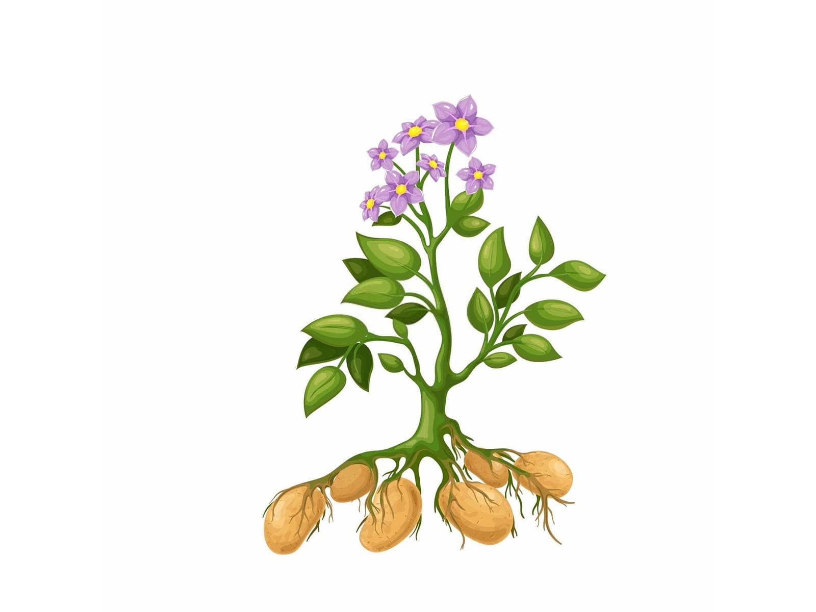 土豆种植苗期管理技术