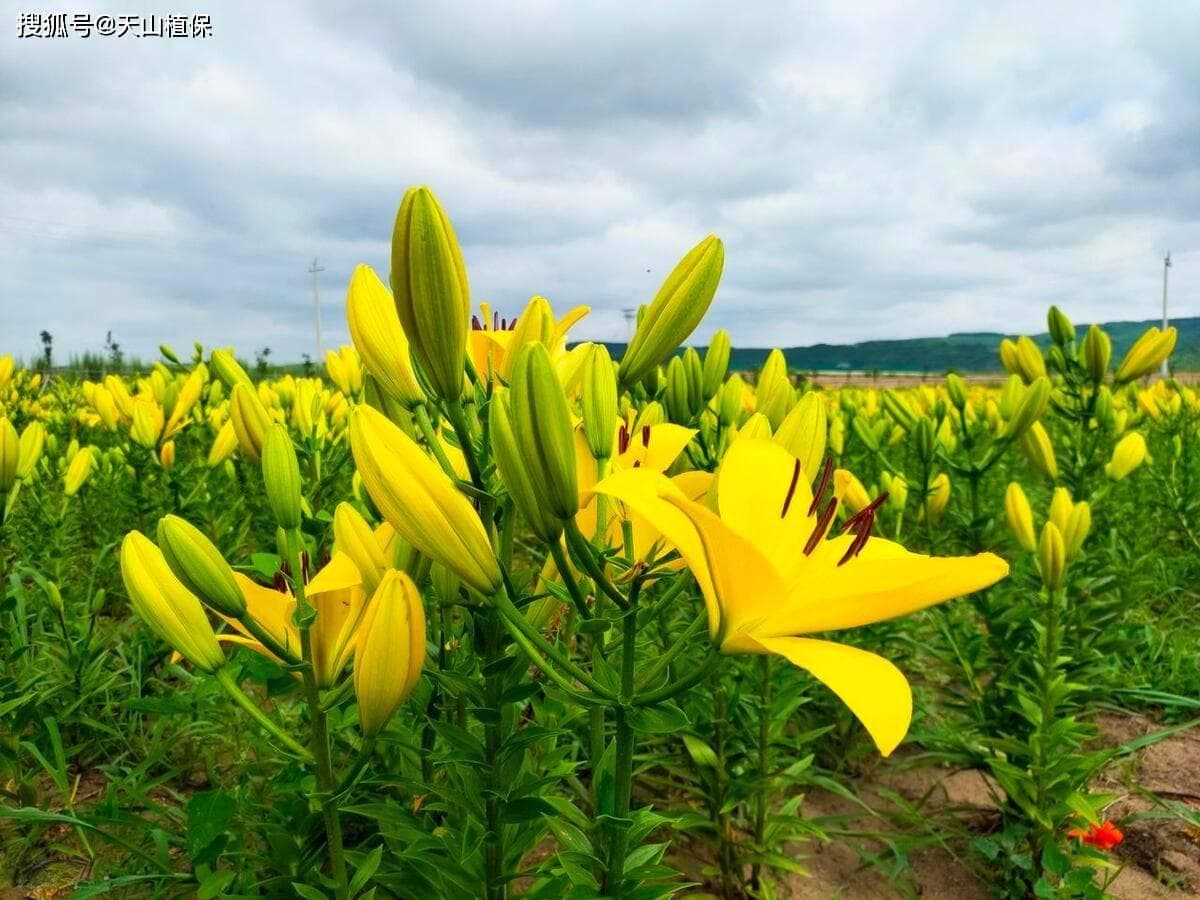 食用百合种植详细方法