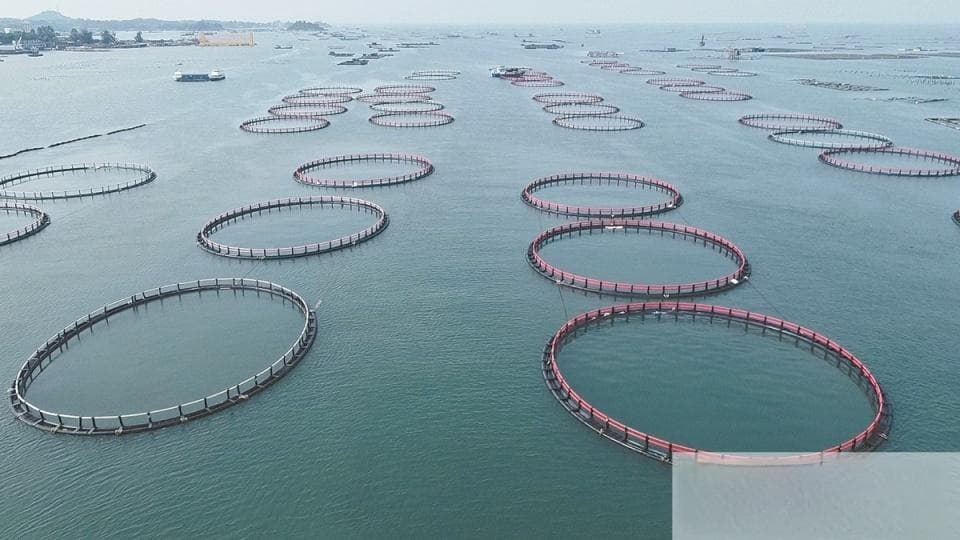 广西首个国家级海洋牧场示范区唱响“向海图强”之歌