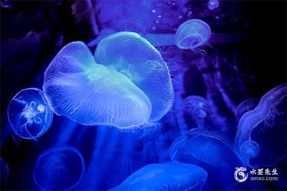 双鱼和双鱼在一起会如何？共创浪漫爱情海洋