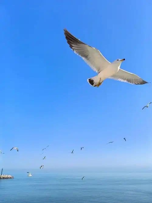 海鸥的养育环境