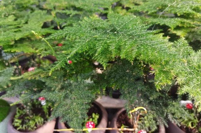 防辐射最好的植物十大排名 防辐射植物排行榜