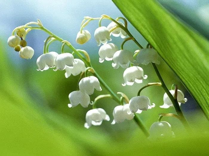 铃兰花语和寓意是什么（了解铃兰花的象征意义）